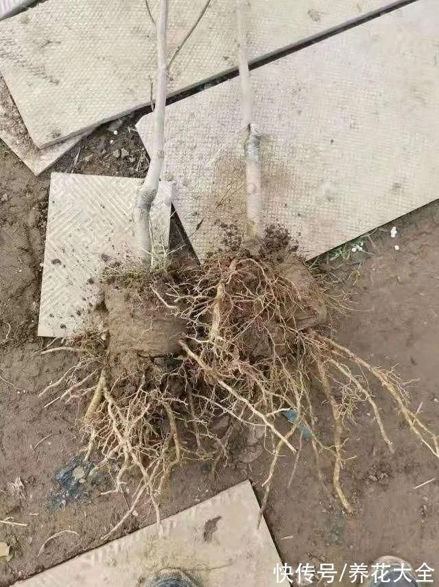 家门口种棵“吉祥花”,满树都开花,还有“镇宅”好兆头