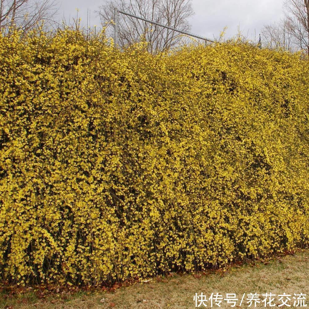 寒冷的冬春时节灿烂开花的8种观赏花卉，可露养在户外，打理简单