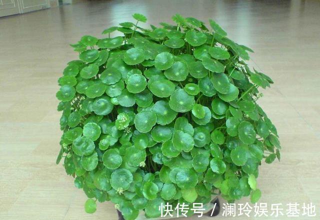 4种花很吉祥，再不喜欢也要养一盆，看着就富贵，空气一级棒