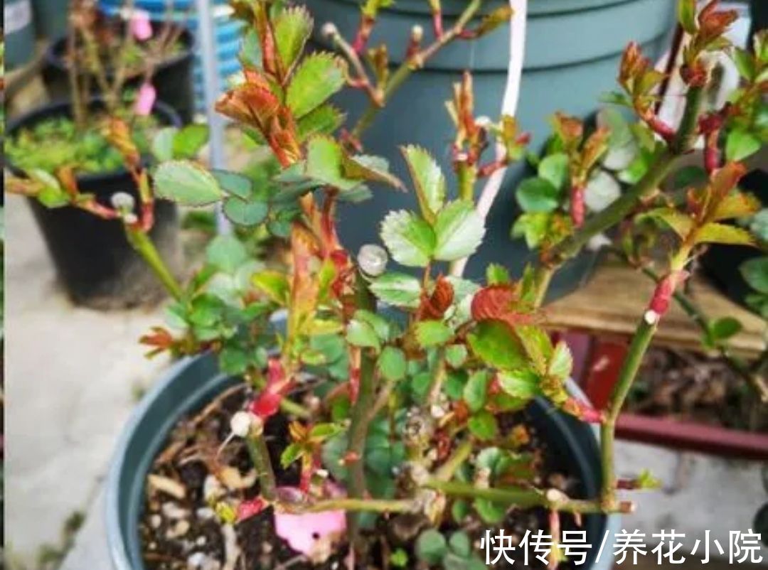 6种喜阳光的花，春天多搬出来晒太阳，长得旺开花多