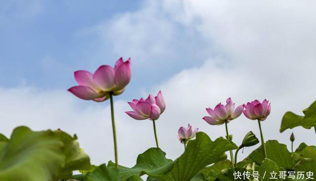 小荷|杨万里水平很高的一首诗，只是描写了寻常之景，但是每一句都很美