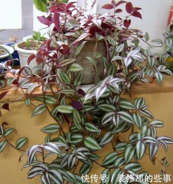 4种花漂亮又好养,比牡丹好看,开花一串串,阳台变成瀑布花海!