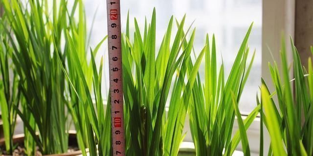 浇水|好养漂亮的“4种花”,阳台室内养一盆,浇水就长爆盆,开花不断