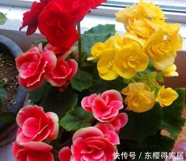 阳台养上“3种花”，365天开花不断，花团锦簇，比牡丹还美