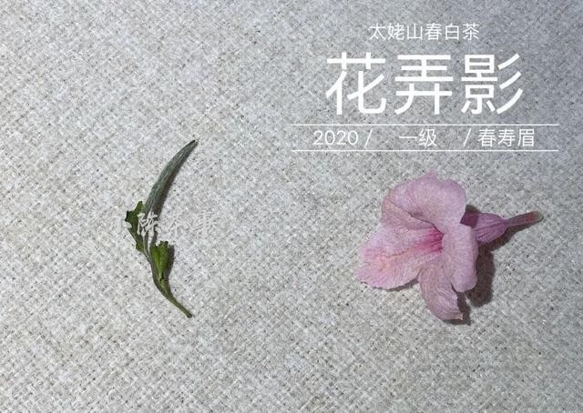 曲解|白牡丹剥了针,就成了寿眉?是谁还在不断曲解白茶?