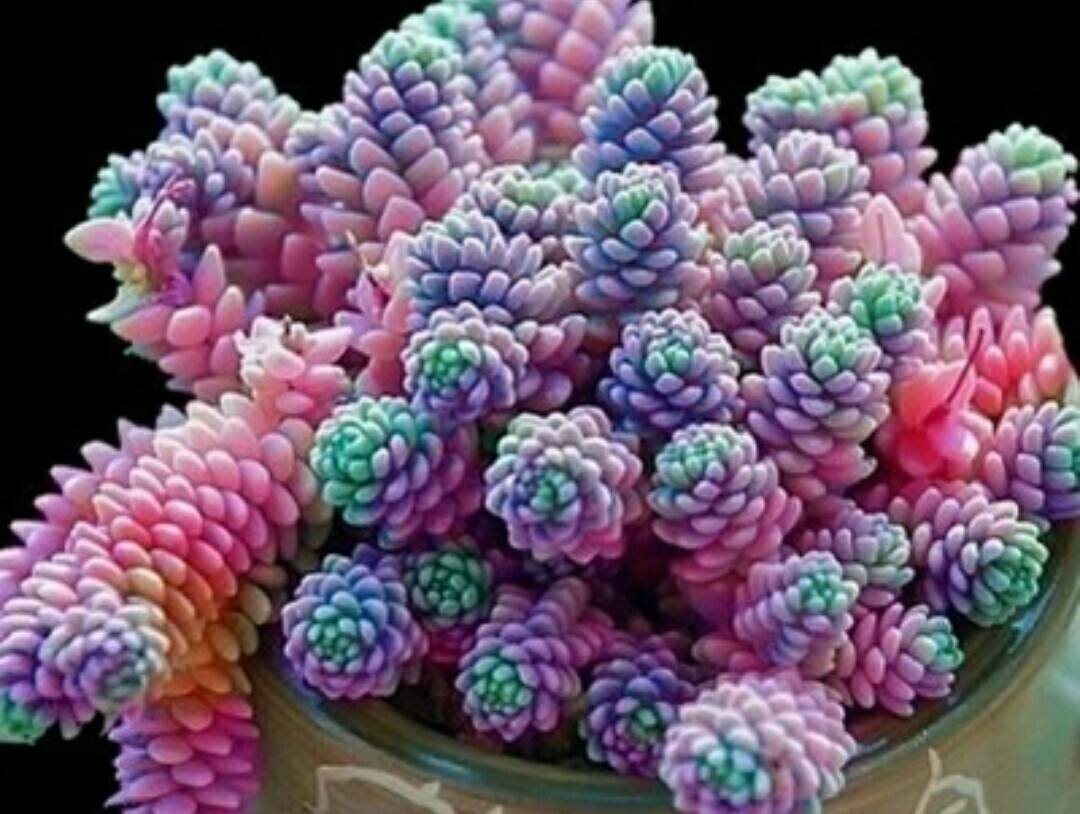 此几种多肉,“颜值高,人气高”,见土就生根,适合新手种植