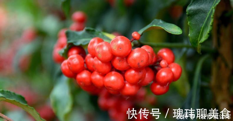 冬天养一盆朱砂根,红彤彤的果子挂满盆,寒冷的冬天带来不少年味