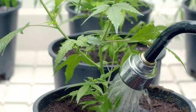 养花|养花不分地域,只要做好这几点,不管南北方都能爆盆