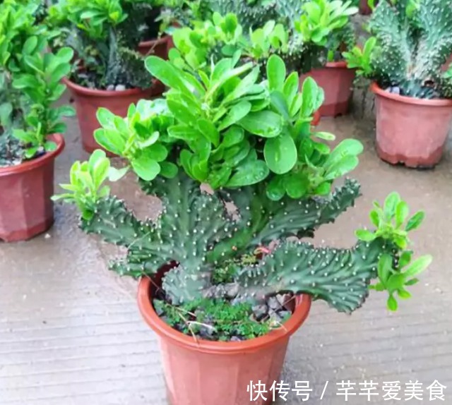 观音竹|建议养花人:4种花,别看不上,养护容易寓意好