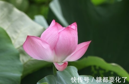 福星高照|步入年底,4属相福星高照,横财不断,桃花旺盛,爱情甜蜜