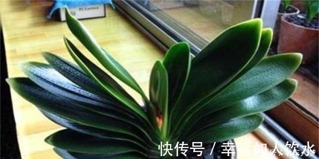 光合作用|养君子兰别整那些虚的!这么养,叶片绿油油,一年开2次花!
