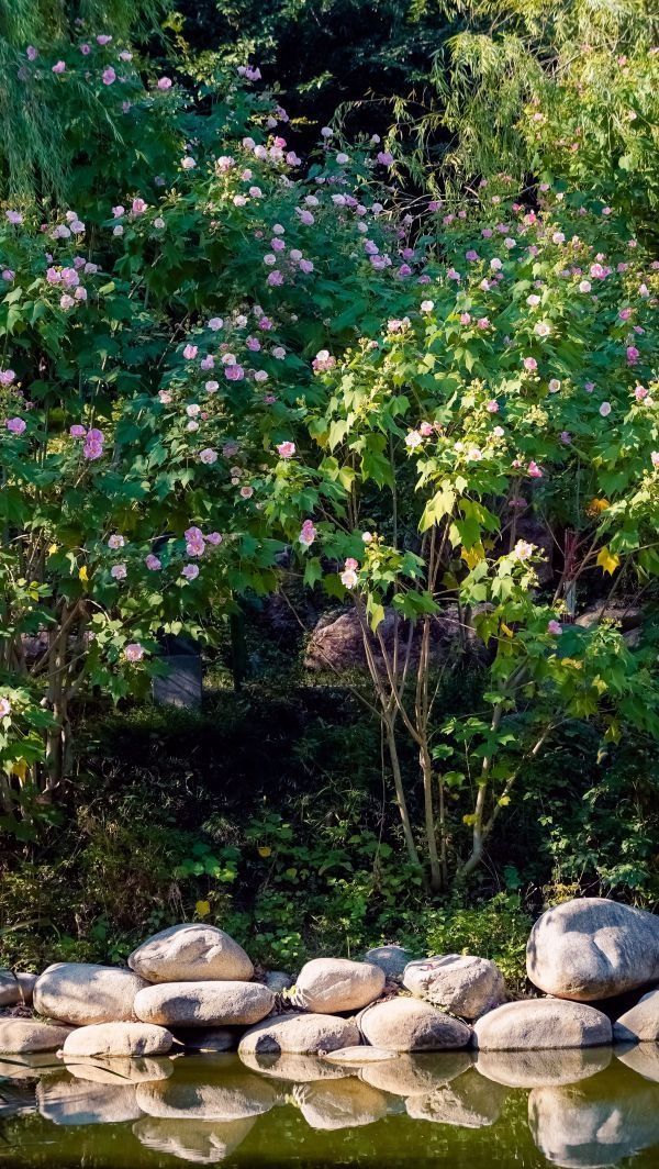 秋色|粉黛浪漫、芙蓉温柔，去公园追一场绝美秋色