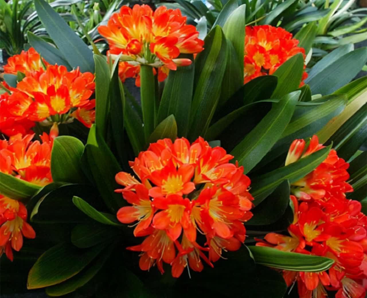 20种吉利大盆栽,客厅放一盆,吸收废气去异味,寓意好更养人