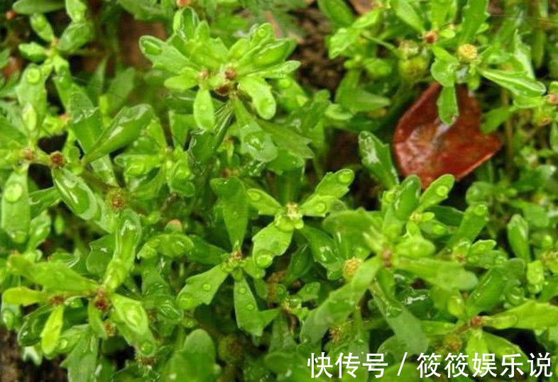 药材|人称“鹅不食草”记住样子对治愈咳嗽很有效,或许你老家有!