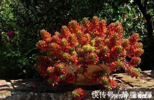 托盘|夏天给多肉植物浇水，1个方法，安全度夏，根系长得壮