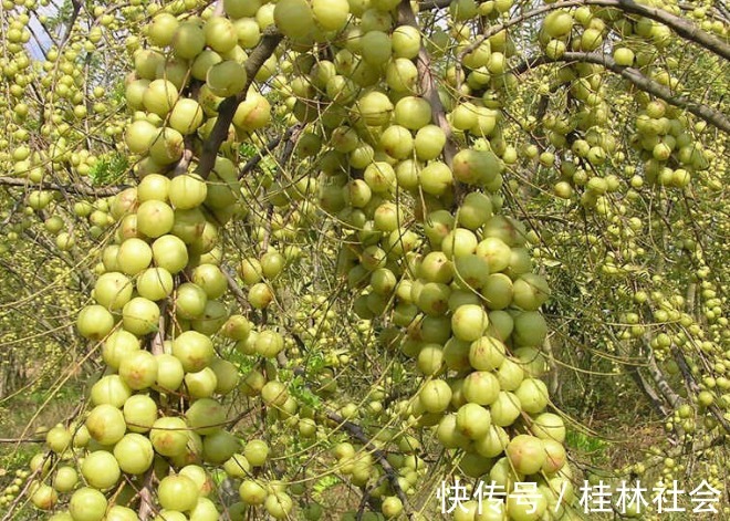 泡水|咳嗽的“天敌”终于找到了，常用此果泡水喝，润肺化痰，早知早好