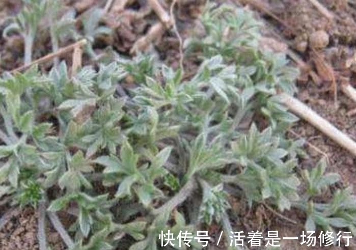 白蒿|这野菜摘下来直接就能吃，农户称它“护肝草”，过了4月份没得吃