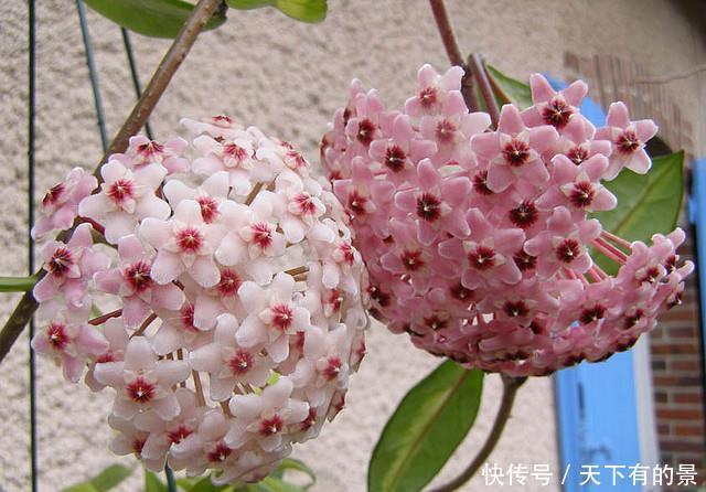 冬天最冷的时候,这5种花不要放室外,否则冻成腌菜了