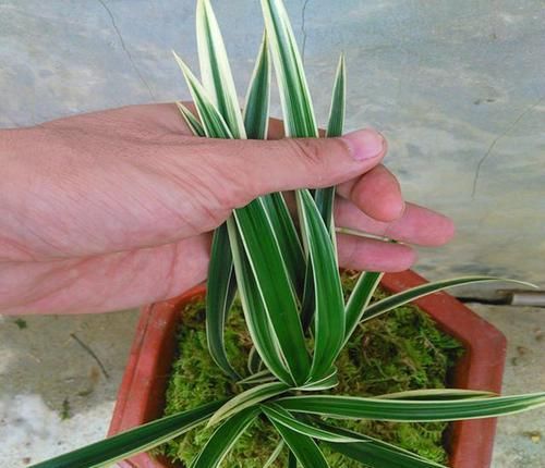  花色|成活率最高的兰花，新手也能养活，它花色像黄金，兰香能飘十里