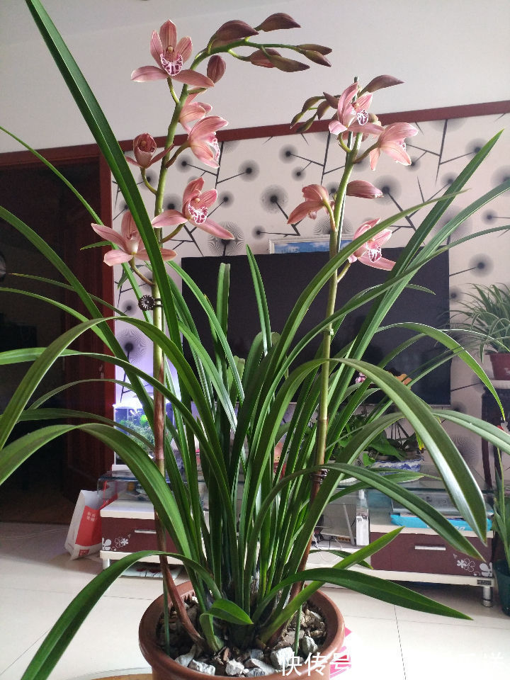 九里香|喜欢菊花,不如养盆“珍贵名菊”长生乐,花开似舞者,花瓣白如玉