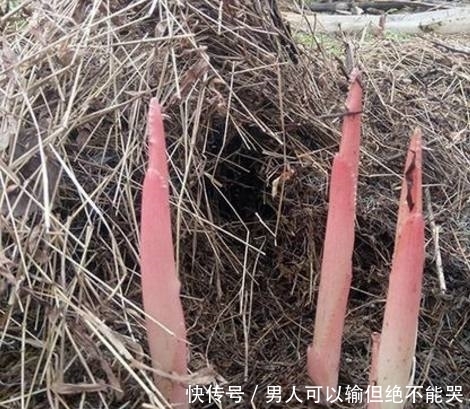 藏在杂草堆的“红色塔尖”,曾是农村人的鲜味独享,很多人没见过
