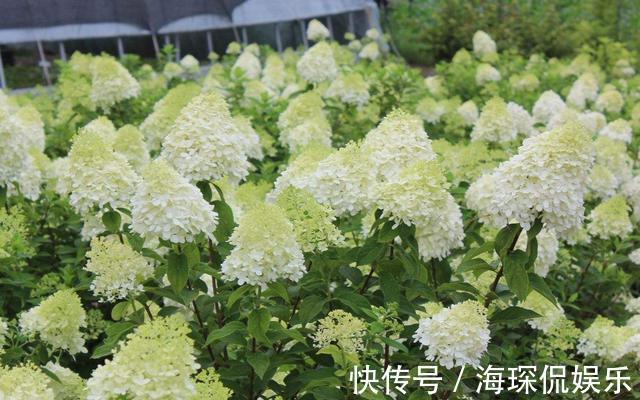 孕蕾期|绣球开花前的养护,做好孕蕾期的几个养护技巧,一颗能开十几朵