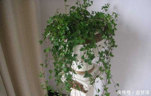 这3种盆栽超“好养”,没有阳光也爆盆,阳台的光照不好也没事