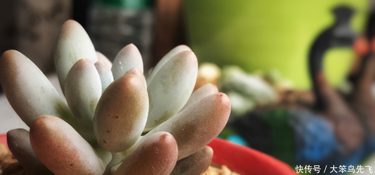 如何让多肉断崖女王开花、长成老桩?抓住3点就够了