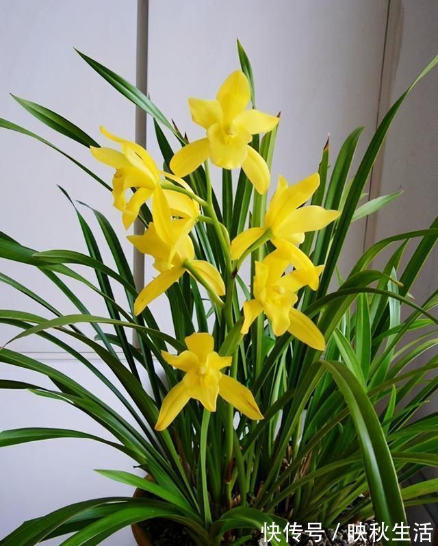 比“绿萝”还好养的兰花，兰香持久，通体金黄，每年可以开花3次