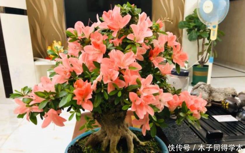 公认难养的4种花,之所以养不好,是因为你触碰了它们的“弱点”