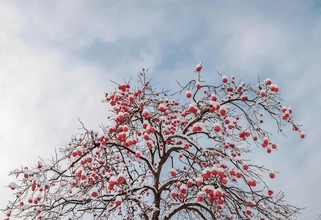 来临|今日冬至丨隆冬来临