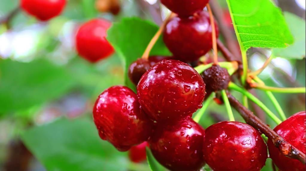 维生素c|糖尿病注定与水果无缘当然不这6种随便吃，这6种馋死也不要碰