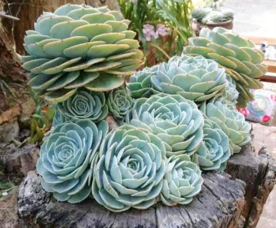 夏必死的多肉品种，该如何盆栽正确避暑抓住3细节状态佳