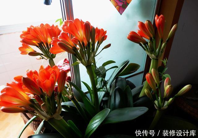 怎样让君子兰多开花?做好1件事,一盆10枝花