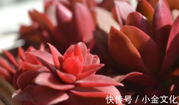 以阳光为滤镜,蓝天为背景,期待拥抱春天,拥抱自然!