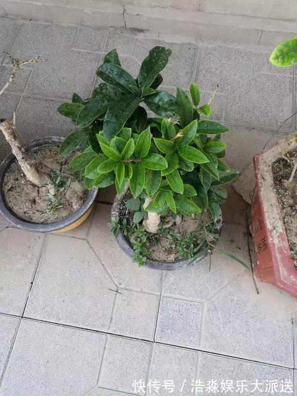 盆土板结抠不动,3种“松土剂”倒进去,松软如“发糕”!