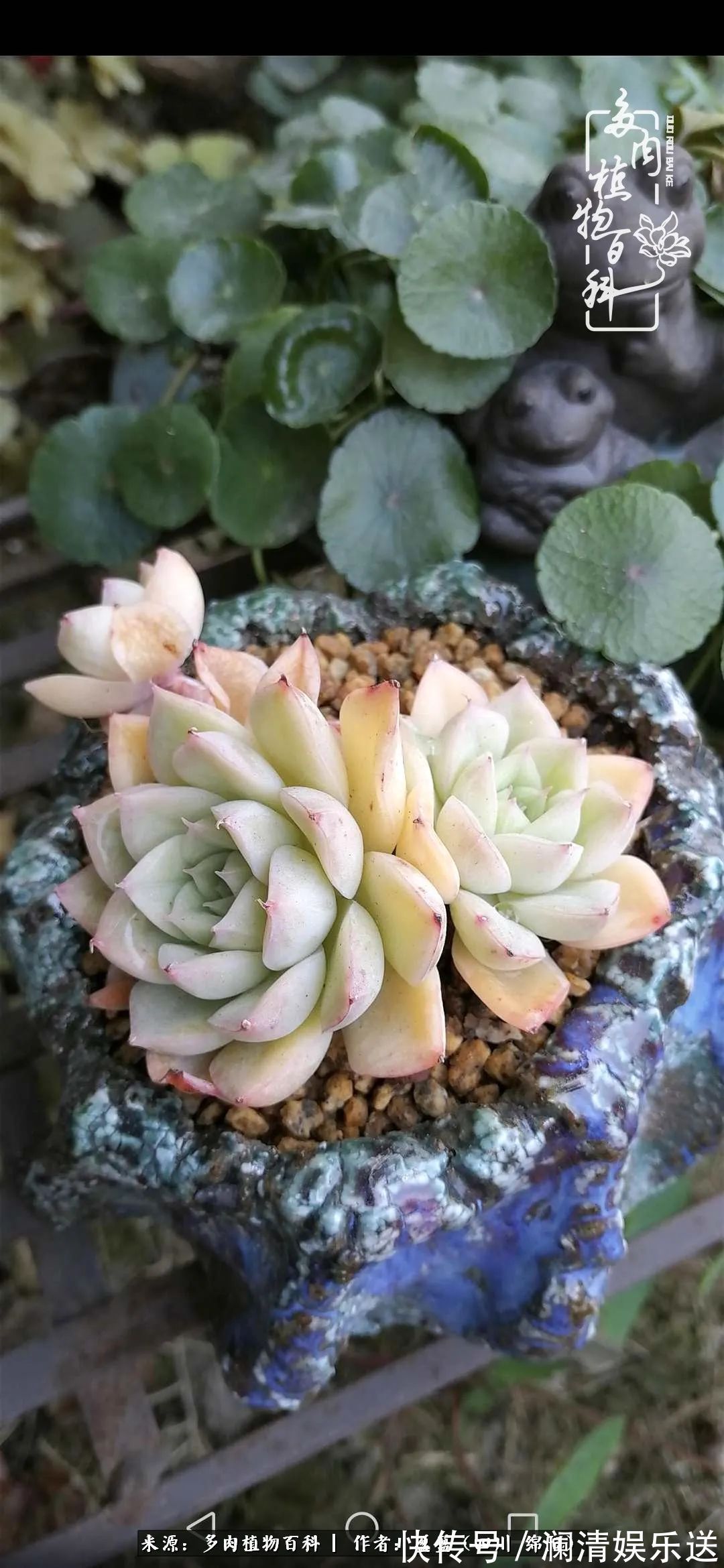 草木|一定要爱着点什么,恰是草木对光阴的柔情!