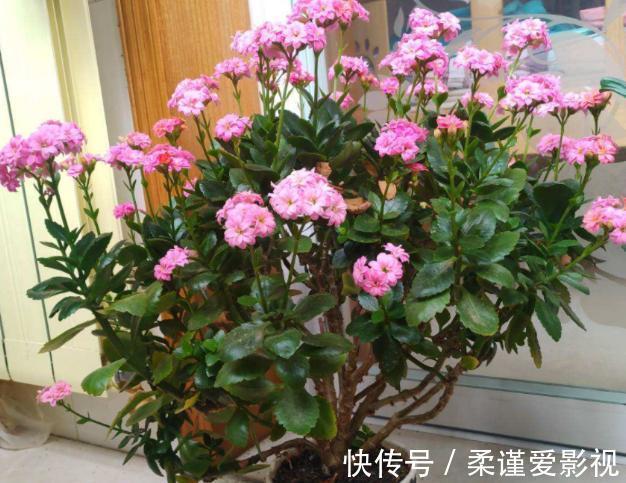 植株|冬日长寿花开完花后,马上动手做4件事,10天就能迎来下一波花