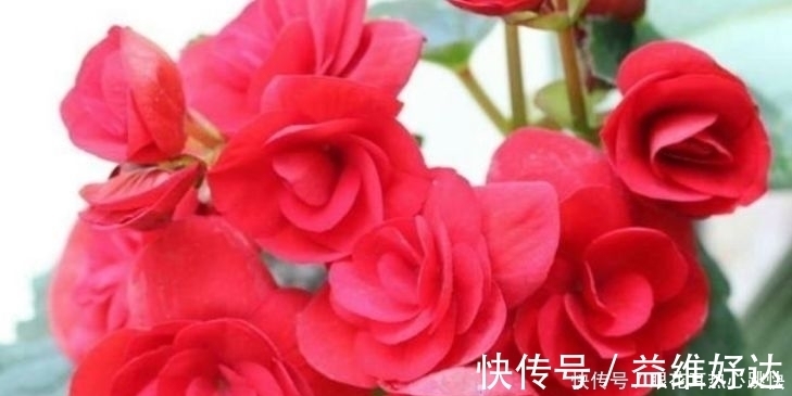 阳台上|4种花一养就养爆,开花不断,花朵多又艳,直接变成小花园