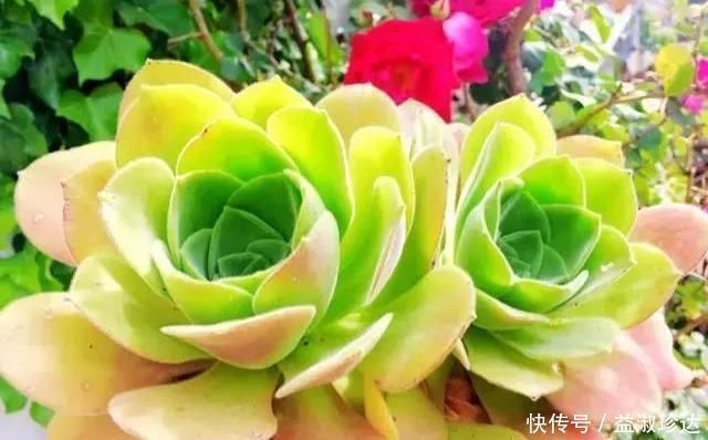 多肉养不好养只有这样不停地浇水，才能长得枝强叶壮还不烂根