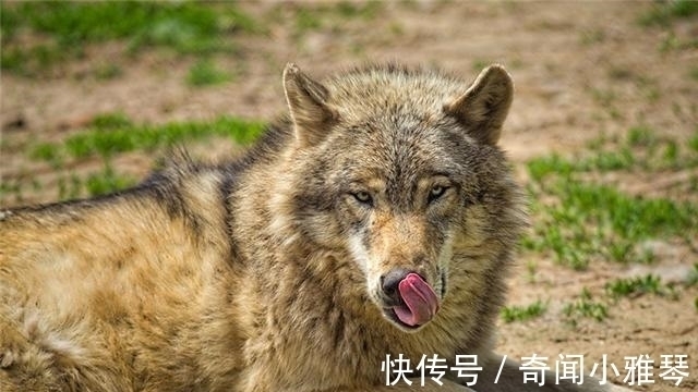 孙叶飞#老话说“宁遇豺狼,不碰山魈”,山魈为何物?人们为何如此惧怕!