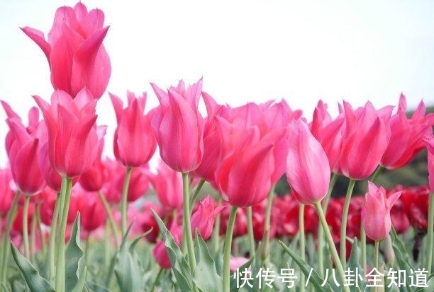 月老|未来9天,月老眷顾,相守更难,恩爱不变,难舍难分,今生不悔