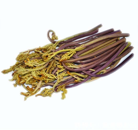 马齿苋|10种野菜辨别图,遇见了记得摘回家,再不摘点尝尝,下个月就老了