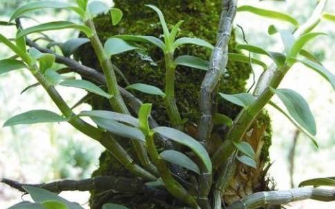 药用价值|农村常见的一种野菜,有药用价值,对我们人体多种症状有缓解作用