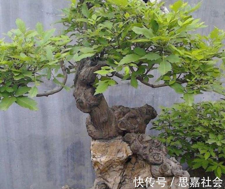 你看不上眼的黄荆,我拿来制成盆景,既好看又值钱