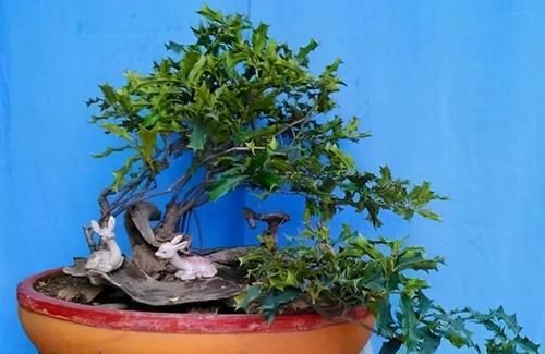 枸骨是制作盆景的好素材，集观形、观叶、观果于一身，还很好养活