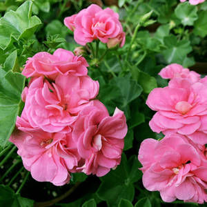 香味|1种花,开花漂亮,花期长花量大,连叶子都有香味,值得拥有