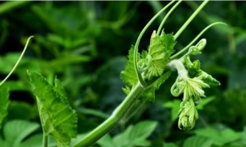 补充营养|爱美女性8月可以多吃3种食物，补充营养，滋润肌肤，早吃早好！