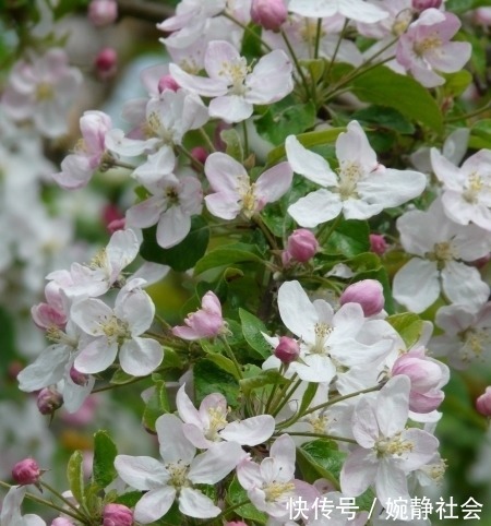 桃花|下个月，缘分和桃花历经大风大浪，收获神仙爱情的4大生肖！