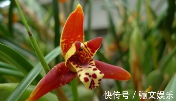 喜好兰花不妨养“它”,不但会“换色”还有巧克力香味,好闻极了